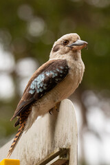 Kookaburra
