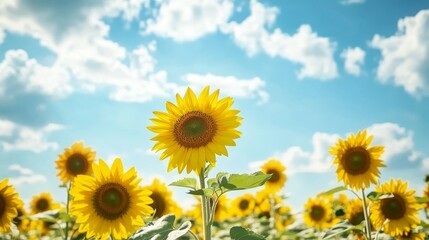 Fototapeta premium Collage featuring a vibrant sunflower field under a dreamy, cloudy blue sky, capturing the beauty of sunflowers swaying in the gentle breeze amidst an expansive backdrop.