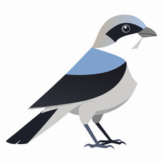 northern shrike on a white background