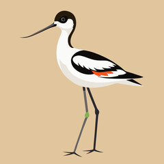 illustration of a pied avocet