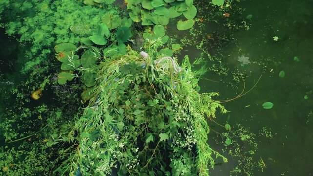 Fantasy landscape swamp old wooden boat swings on river overgrown with plants green grass white flowers, wild water lilies cod, forest trees fresh summer nature fairy lake. Post-apocalypse concept