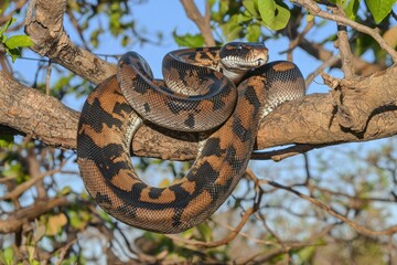 Naklejka premium An emerald boa constrictor coiled around a tree branch, its scales shimmering in the sunlight.