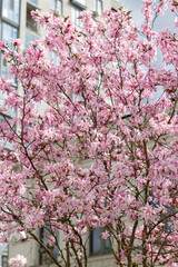 Bright blooming magnolia on a clear sunny day