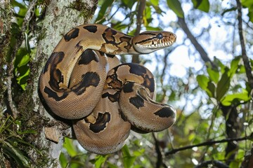 An emerald boa constrictor coiled around a tree branch, its scales shimmering in the sunlight.