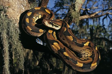 Naklejka premium An emerald boa constrictor coiled around a tree branch, its scales shimmering in the sunlight.