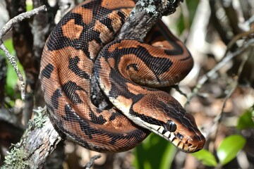 An emerald boa constrictor coiled around a tree branch, its scales shimmering in the sunlight.