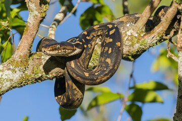 An emerald boa constrictor coiled around a tree branch, its scales shimmering in the sunlight.
