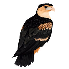Obraz premium Bird, Southern Caracara, Amazon, Forest, Pantanal, Amazon Rainforest, Nature, Art, Image with Transparent Background PNG, for Stickers, T-Shirt Print, Cap, Mug, Flip Flops, Mousepad, Transparent PNG