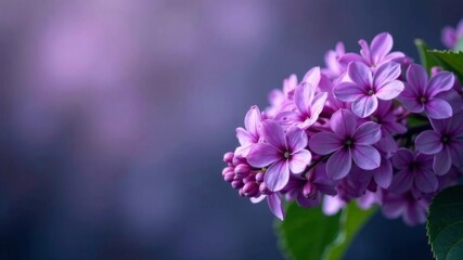 Fototapeta premium purple beautiful plant close up