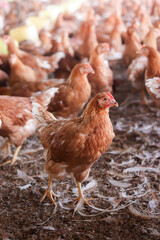 A lot of brown chicken in chicken farm