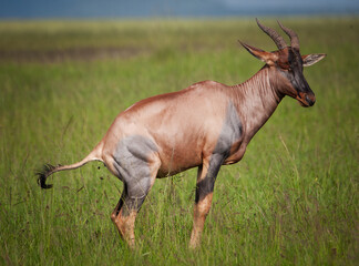 Serengeti-Topi kotet in Grasland Afrikas