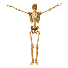 3D Rendering Human Skeleton on White