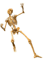 3D Rendering Human Skeleton on White