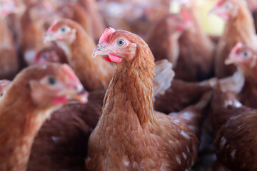 Close up of brown chicken in chicken farm