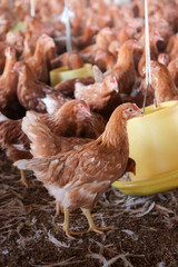 A lot of brown chicken in chicken farm