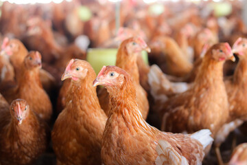 Close up of brown chicken in chicken farm