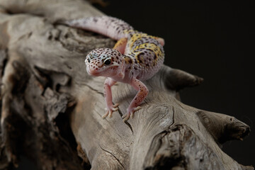 A leopard gecko is perched on a piece of driftwood, highlighting its unique skin texture.