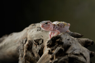 Two leopard geckos are resting together on a branch, their contrasting patterns creating a striking...