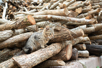 Gray Tabby Cat Sitting Near Firewood