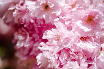 Sakura Festival. Cherry Blossoms Trees. Sakura spring flowers pattern. Cherry Blossoms Trees. Sakura spring flowers pattern.