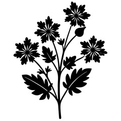 celandine silhouette vector illustration