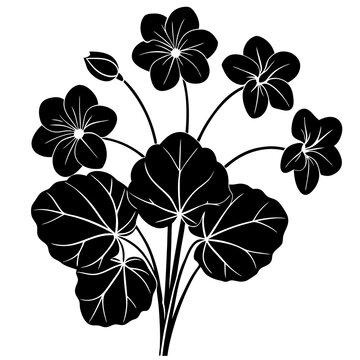 black geranium flowers on white background clip art preview