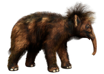 Obraz premium 3D Rendering Woolly Mammoth Baby on White