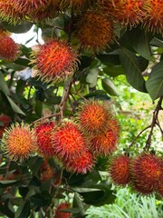 Rambutan Fruits on Tree Branch with Green Leaves in Natural Setting