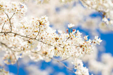White blossom flower pattern. Flower pattern for spring background. Nature background. Flower pattern. Flower pattern design.