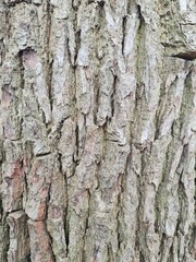 minimalistic background / wall paper design - close up photography of wood bark