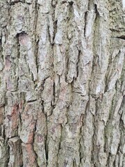 minimalistic background / wall paper design - close up photography of wood bark