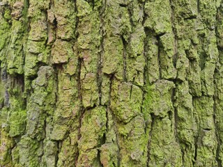close up photography of wood bark - minimalistic background design, wall paper