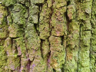 close up photography of wood bark - minimalistic background design, wall paper