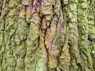 close up photography of wood bark - minimalistic background design, wall paper
