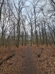 Obraz premium Plänterwald Forest Landscape in Berlin Treptow