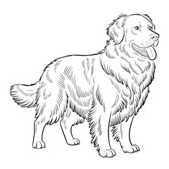 Golden Retriever dog Silhouette vector art