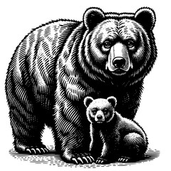 Bear Illustration