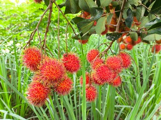 Rambutan Fruits on Tree Branch with Green Leaves in Natural Setting