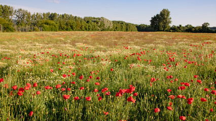 champ de coquelicot en fleur au printemps, prairie fleurie, fond naturel et coloré