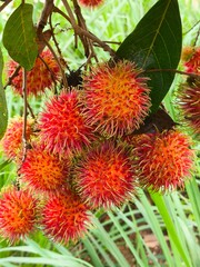 Rambutan Fruits on Tree Branch with Green Leaves in Natural Setting