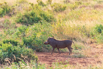 Telephoto of a Common Warthog - Phacochoerus africanus africanus- walking through dense grass in the Samburu national reserve