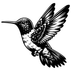 Hummingbird Illustration