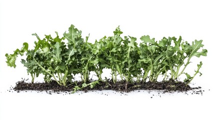 green grass isolated on white