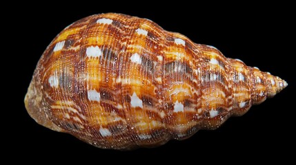 Fototapeta premium Intricate Seashell with Brown and Tan Hues and White Spots on Black Background
