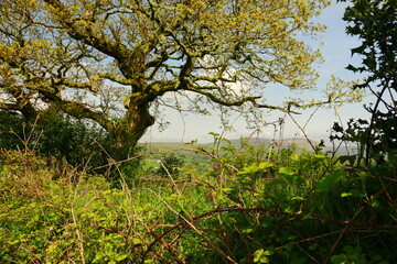 knorriger Baum im Dartmoor