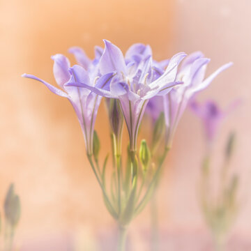 Fleur de Triteleia Queen Fabiola Brodiaea
