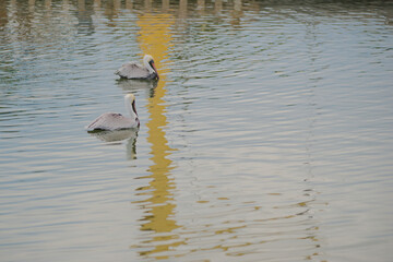 Two  Isolated brown Pelicans In the lower half in calm flat water. Reflection yellow boat lift crane in small waves. Horizontal looking into bay water.In Florida on a sunny day.
