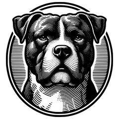 Pitbull Illustration