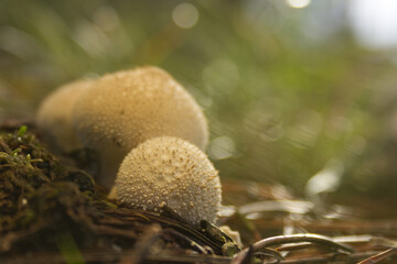 round tuberous mushroom with knobs, white round mushroom with spines, white mycelia grow in one place between pine needles, mushrooms in the forest, close-up of mycelia, forest floor