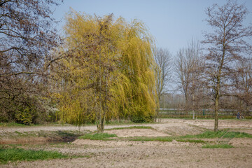 Colorful willow tree stands out in a serene rural landscape during early spring's bright weather